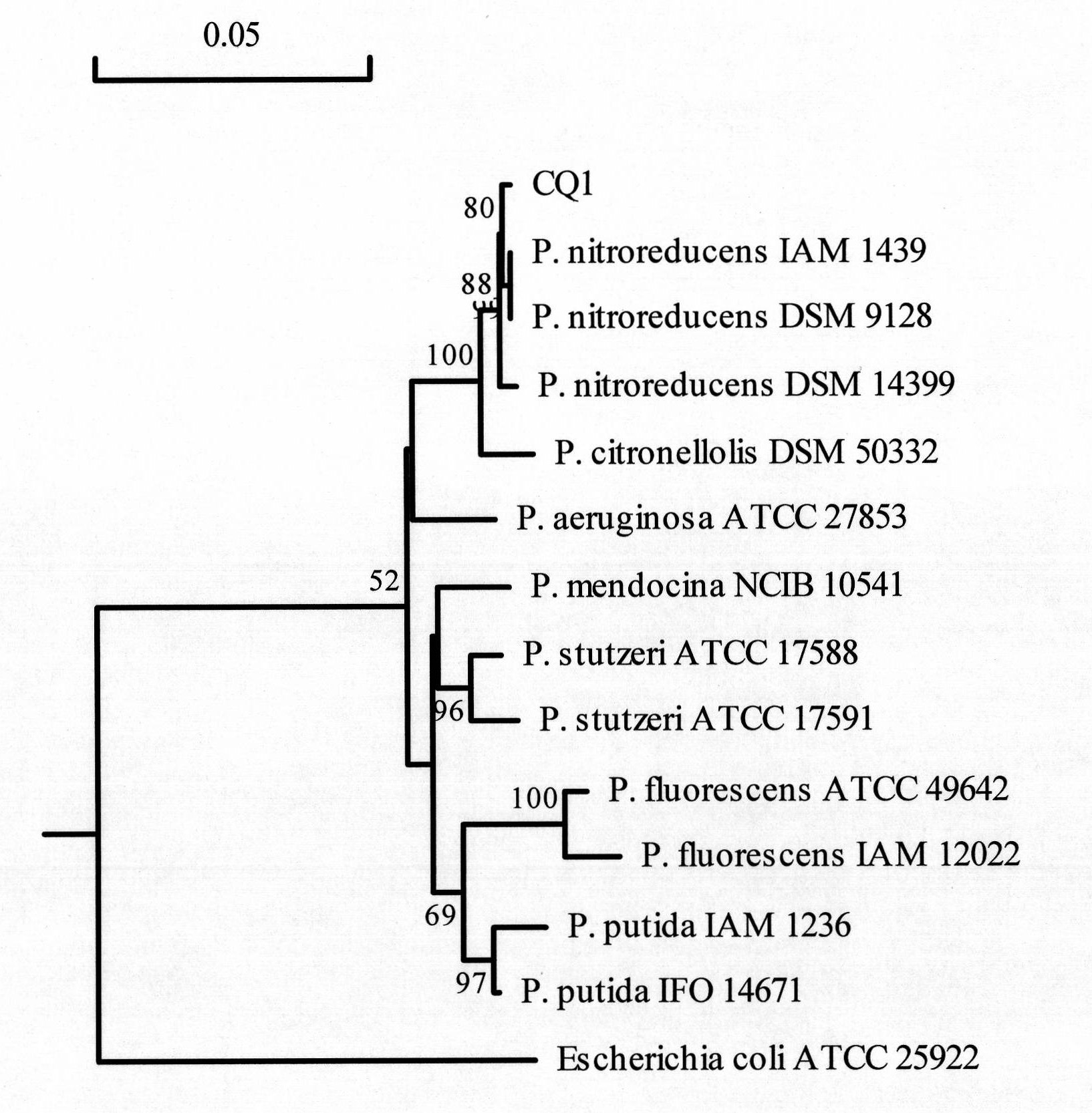 Pseudomonas nitroreducens and application thereof