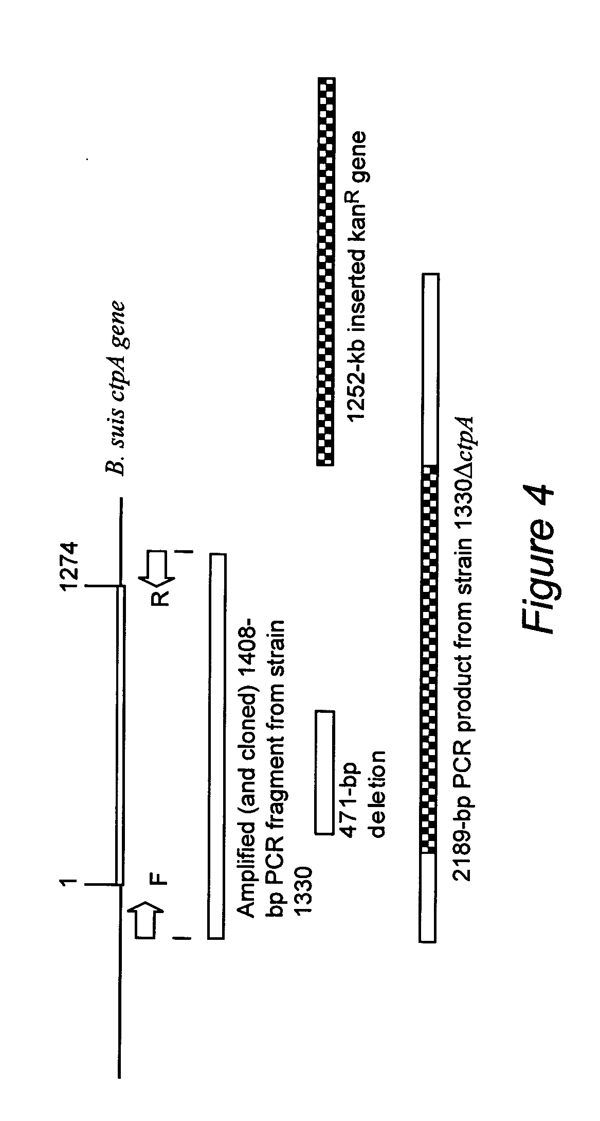 Development of a live, attenuated, recombinant vaccine for Brucellosis