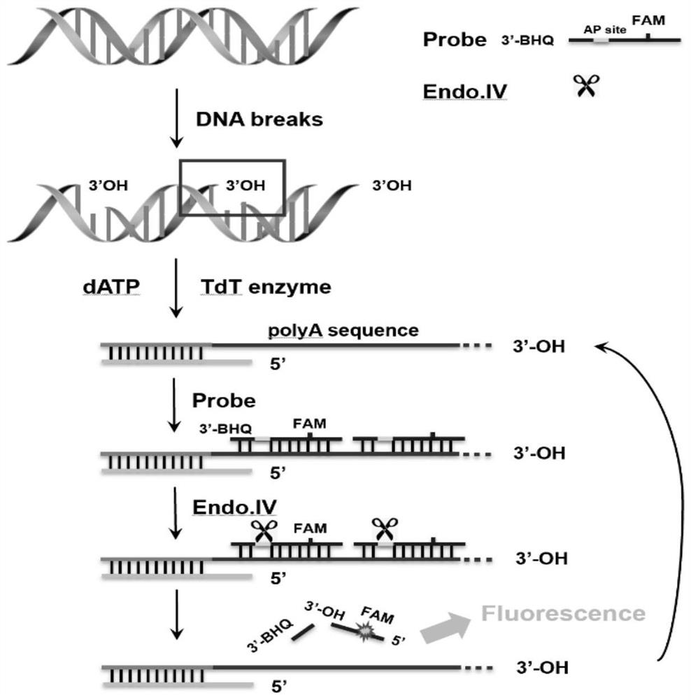 Sperm DNA fragmentation fluorescence detection method, detection kit and application thereof