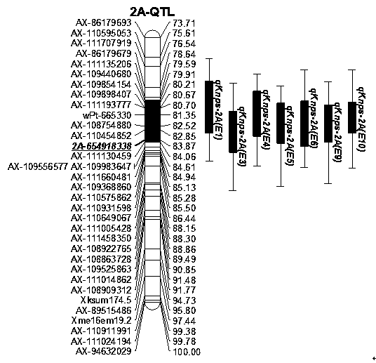 Molecular marker closely linked with wheatear grain number major QTL and application of molecular marker