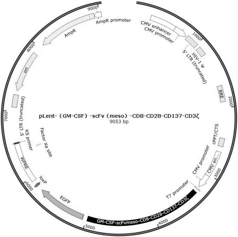 Preparation of mesothelin chimeric antigen receptor modified T cells and application of T cells in pancreatic cancer treatment