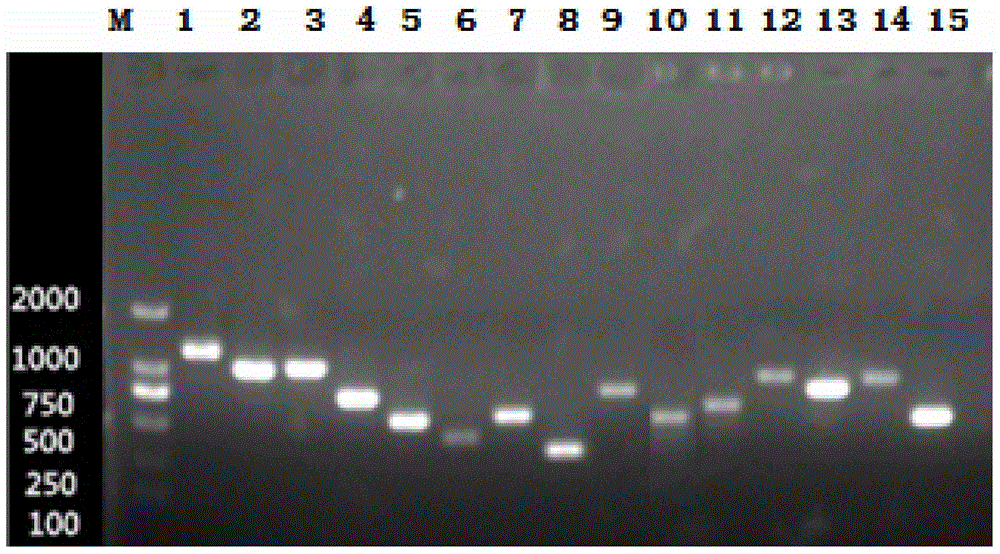 Serotyping PCR (polymerase chain reaction) method for haemophilus parasuis