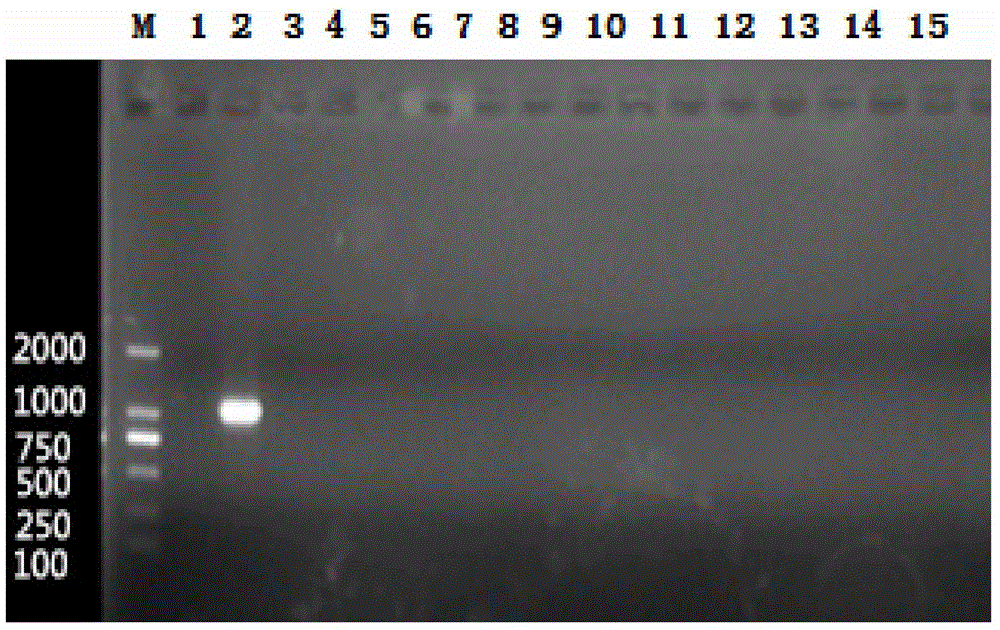 Serotyping PCR (polymerase chain reaction) method for haemophilus parasuis