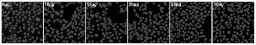 Preparation for blocking coronavirus infection