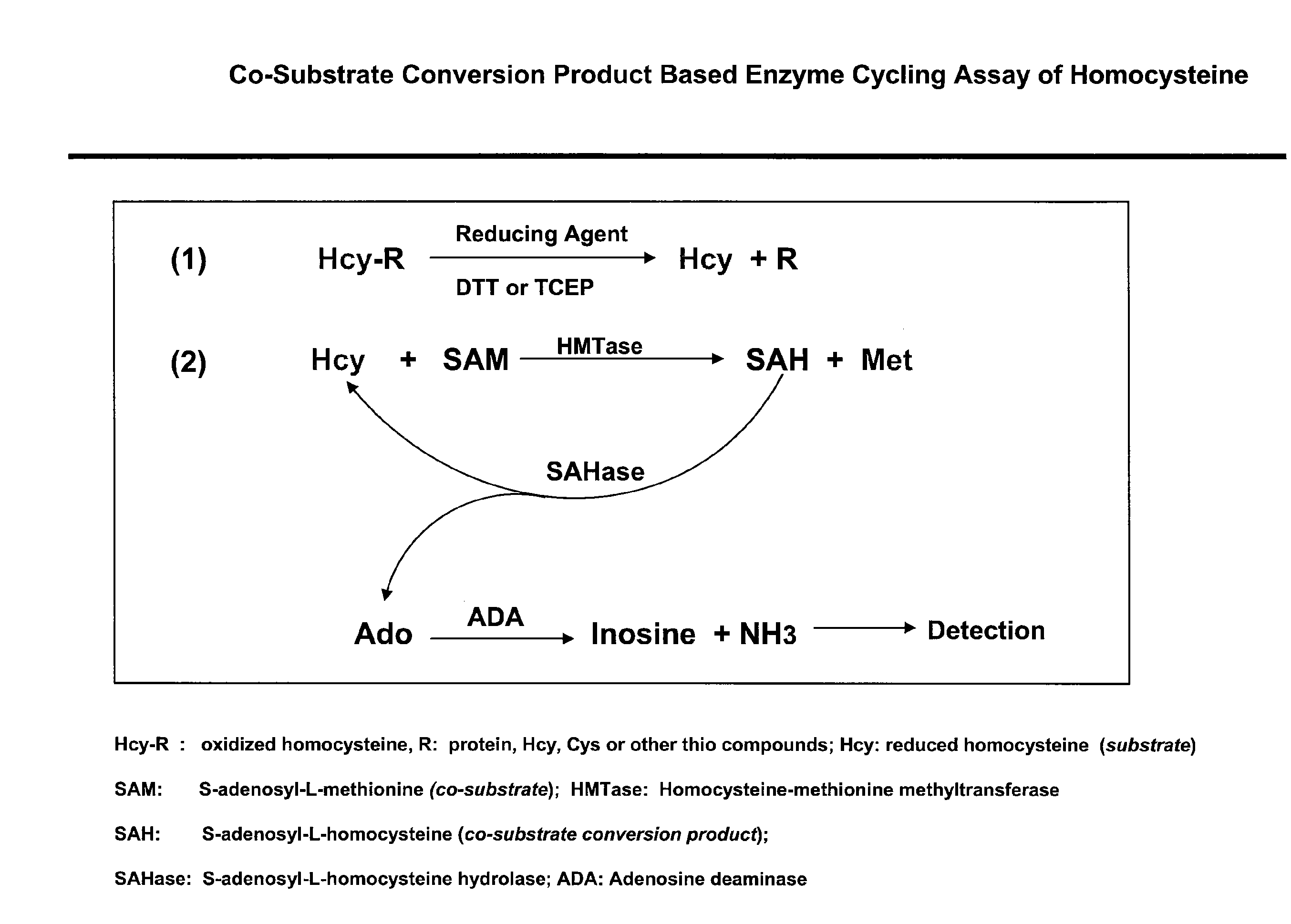 Methods and compositions for assaying homocysteine