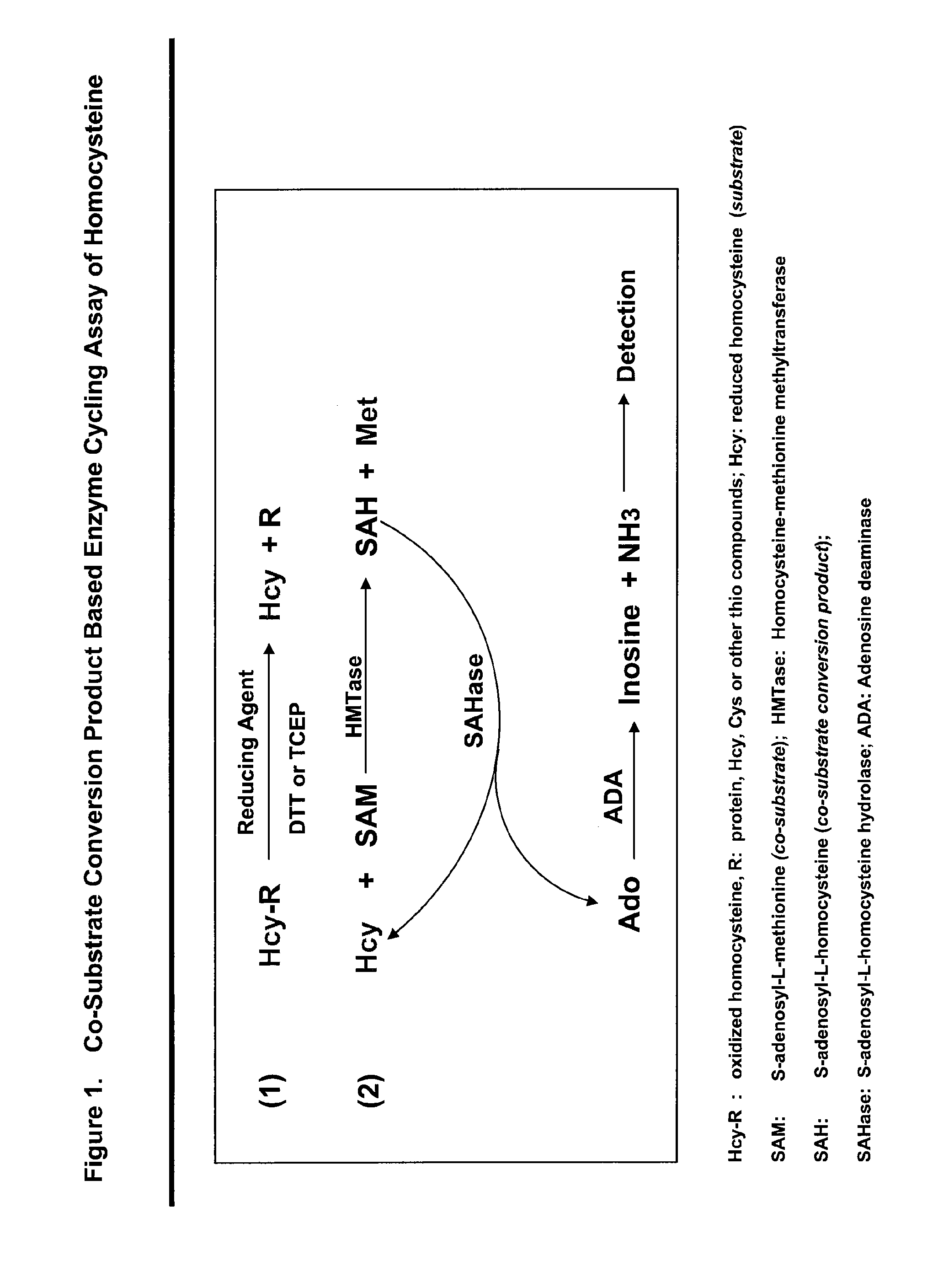 Methods and compositions for assaying homocysteine