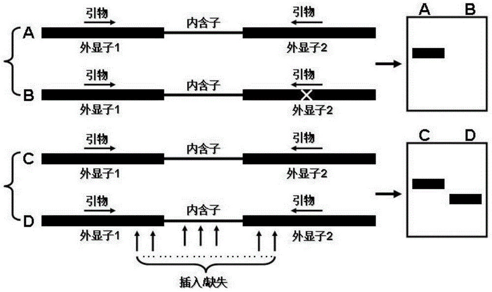 SPAR (single primer amplification reaction) based DNA molecular marking method