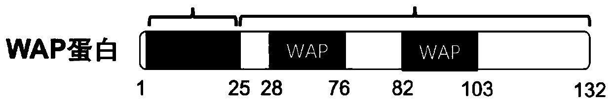 Human leukocyte protease inhibitory factor as well as recombinant preparation and application thereof