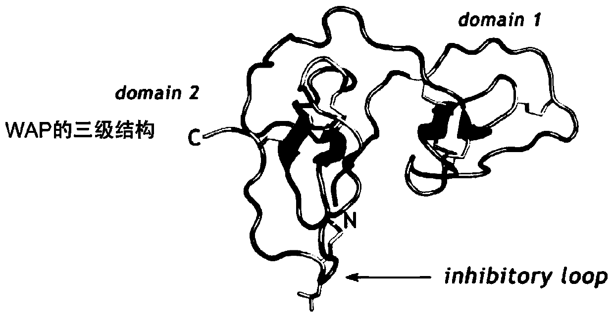 Human leukocyte protease inhibitory factor as well as recombinant preparation and application thereof