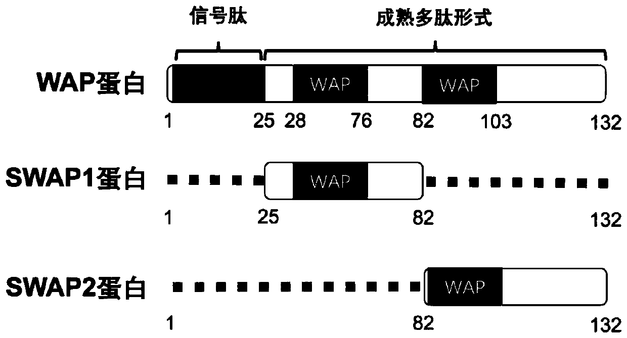 Human leukocyte protease inhibitory factor as well as recombinant preparation and application thereof