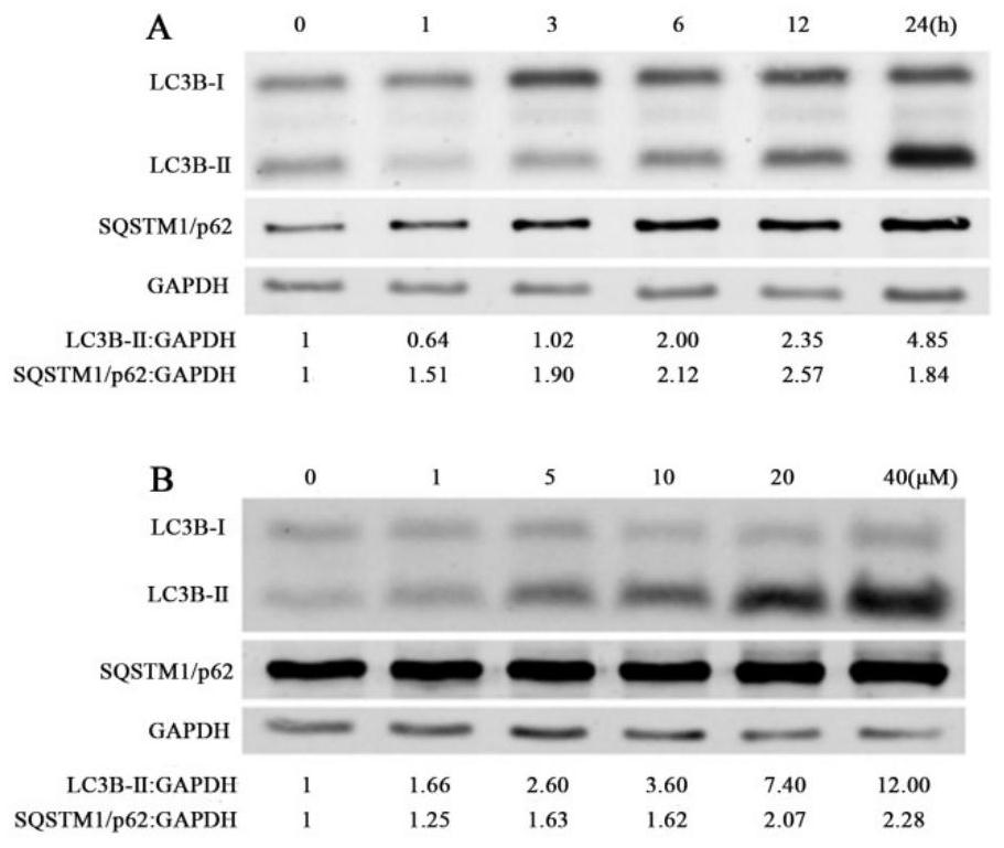 Application of curcumin analogue CUR5g as novel autophagy inhibitor