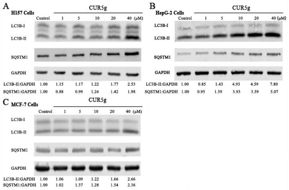 Application of curcumin analogue CUR5g as novel autophagy inhibitor