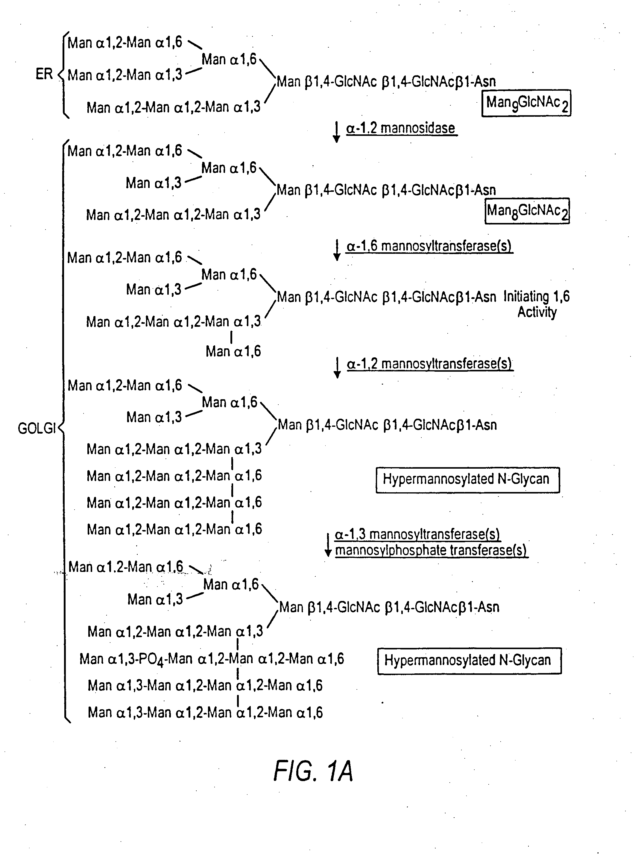 N-acetylglucosamintransferase III expression in lower eukaryotes