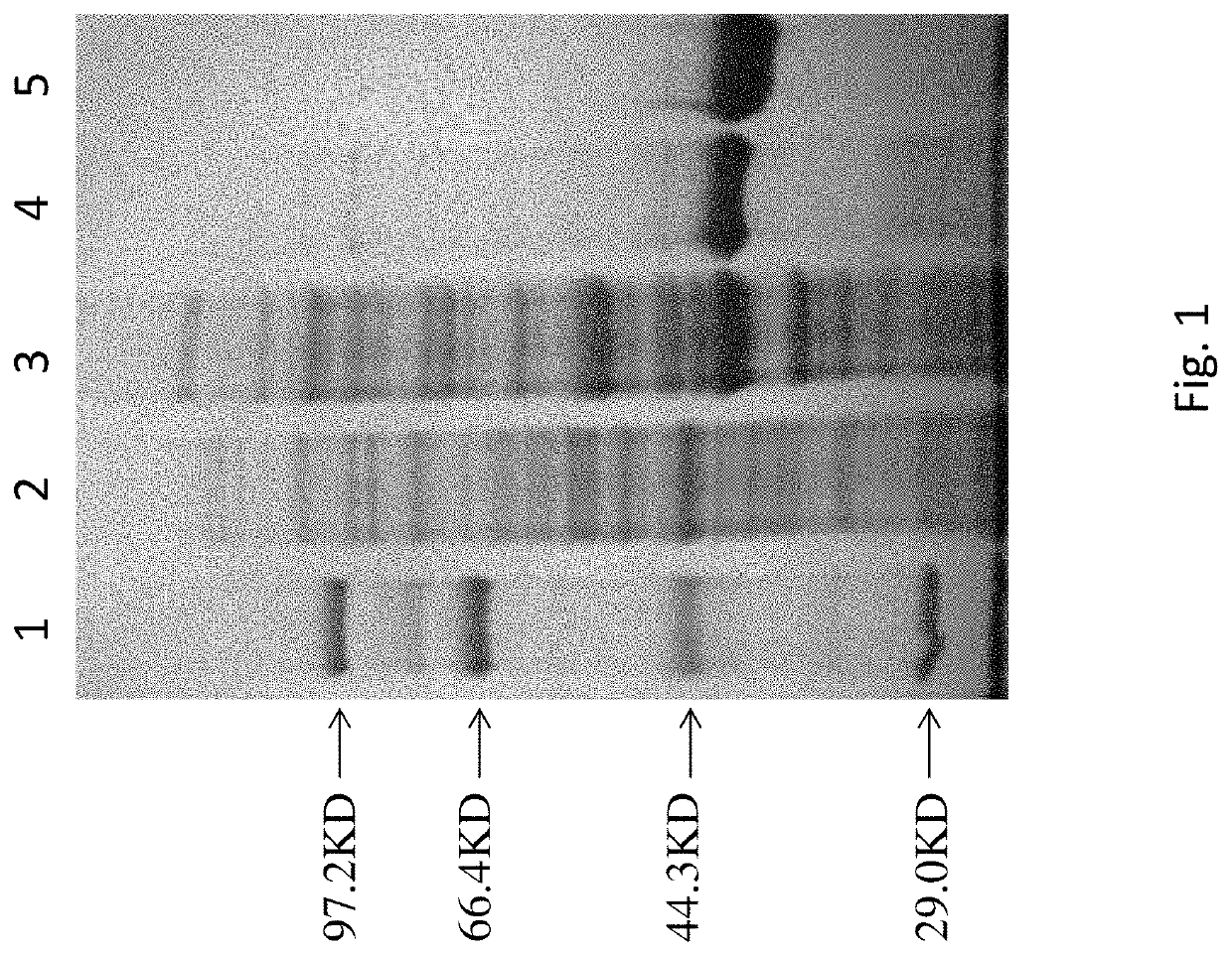 DNA polymerase mutants with increased processivity of DNA synthesis