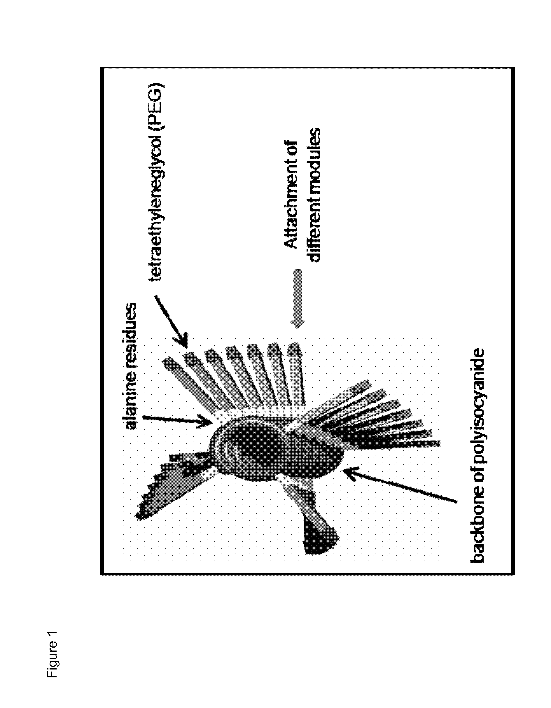 Immunomodulatory protein constructs with a helical polymeric backbone