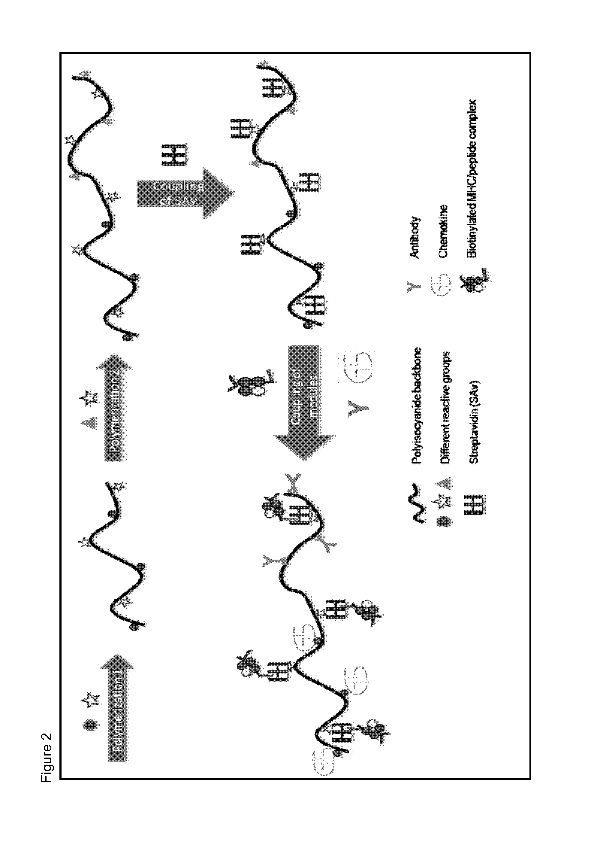 Immunomodulatory protein constructs with a helical polymeric backbone