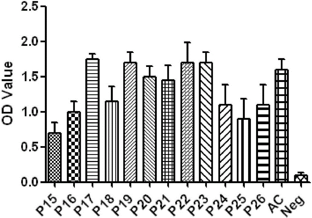 Porcine circovirus synthetic peptide vaccine and preparation method and application thereof