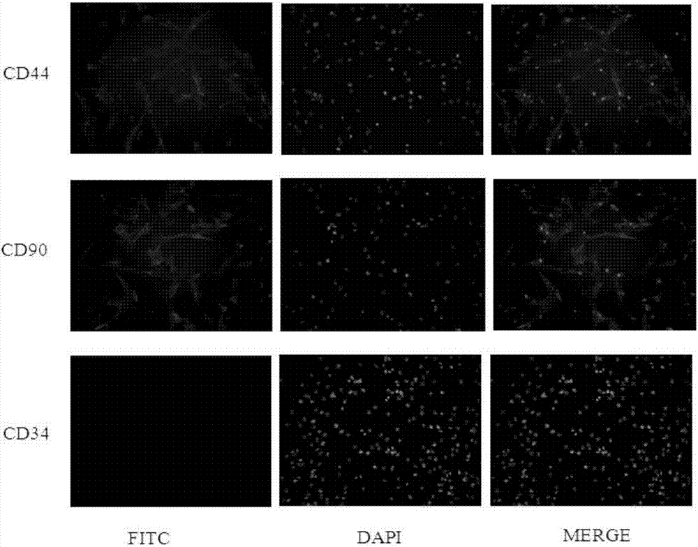 Method for performing primary culture on canine umbilical cord-derived mesenchymal stem cells