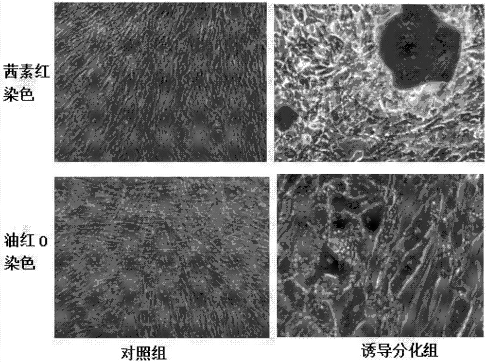 Method for performing primary culture on canine umbilical cord-derived mesenchymal stem cells