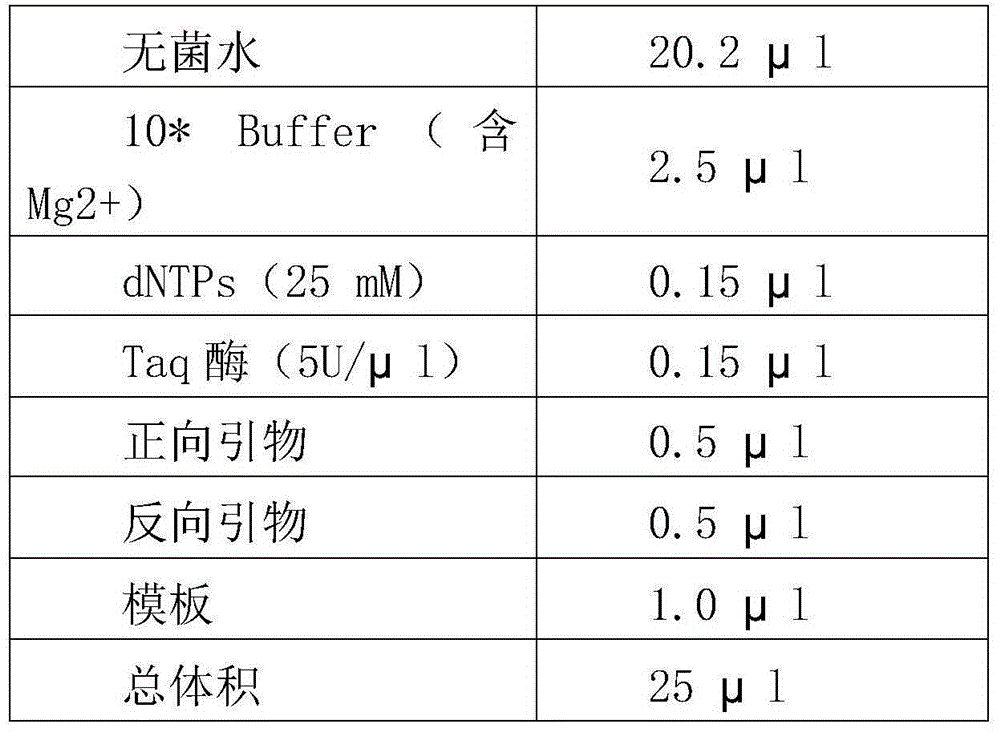 Molecular marker SV3 closely linked with genes of resistant bacterial blight of rice