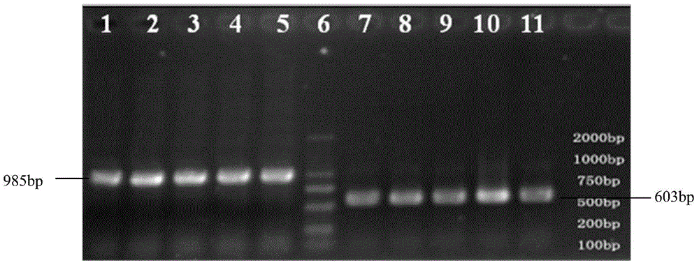 Molecular marker SV3 closely linked with genes of resistant bacterial blight of rice