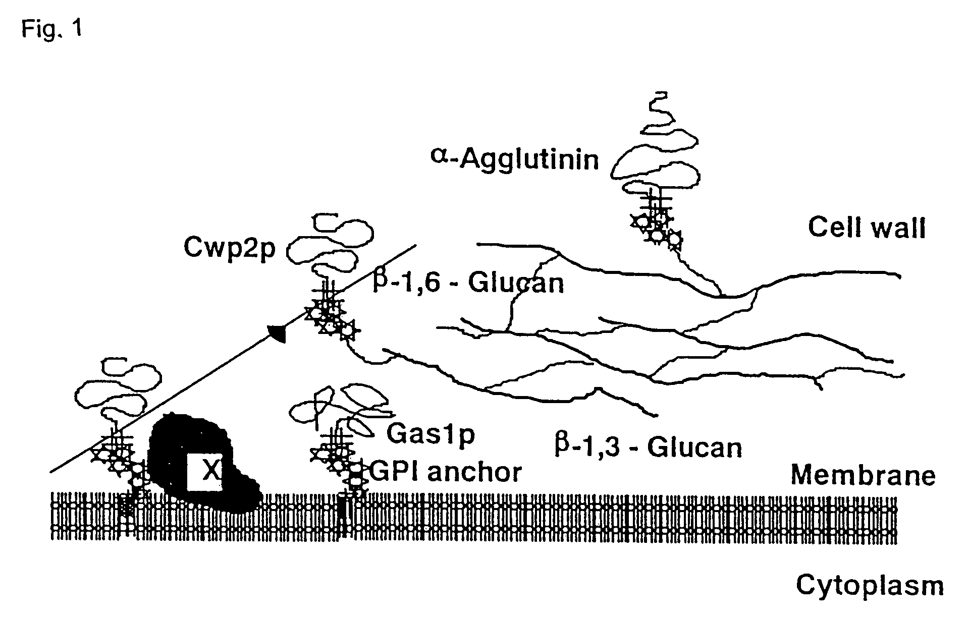 Fungal cell wall synthesis gene