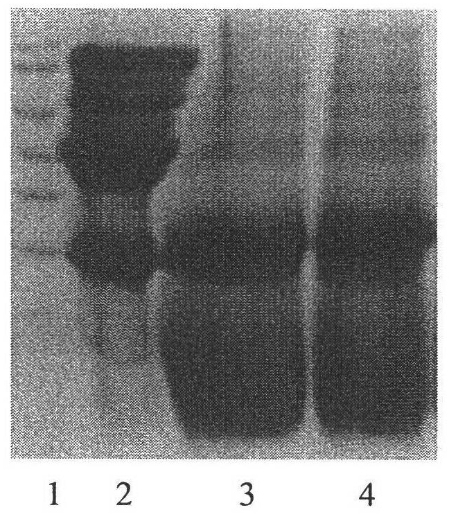 Method for preparing high-antioxidation low-sensitization forage fermented soybean meal