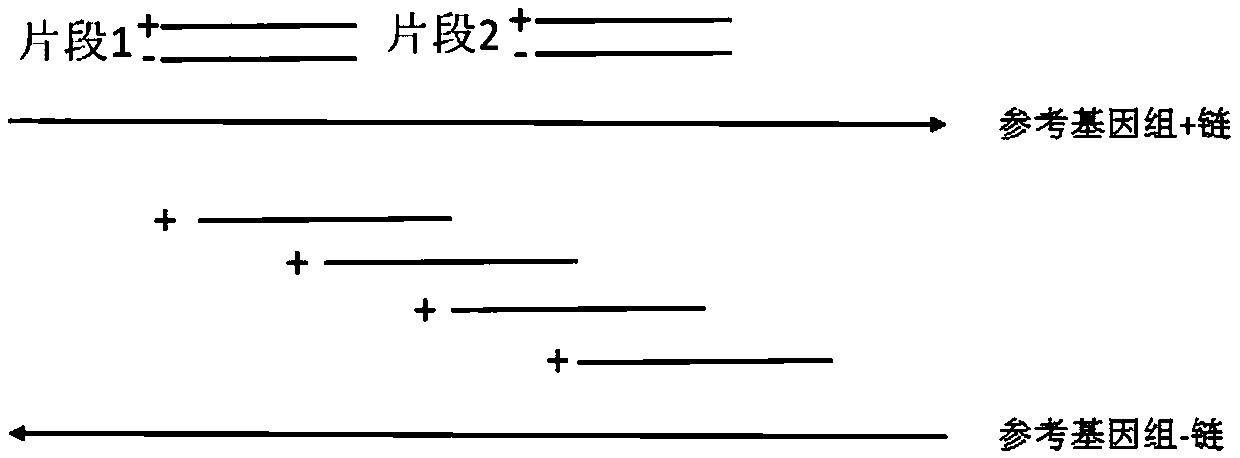 Capture probe for high-flux gene mutation sequencing and detecting and application thereof