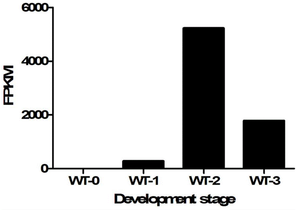 Identification and applications of plant anther-specific expression promoter