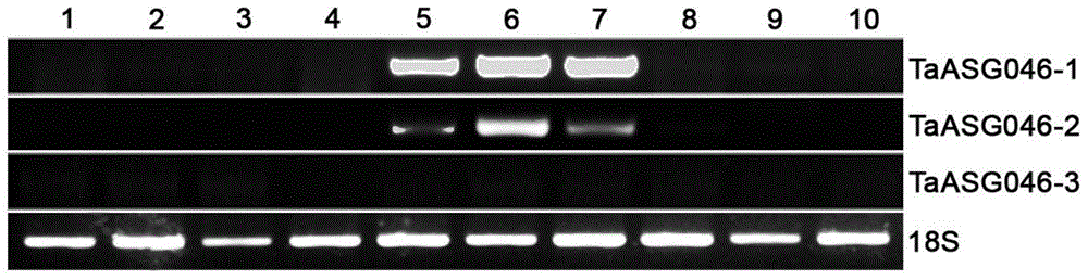 Identification and applications of plant anther-specific expression promoter