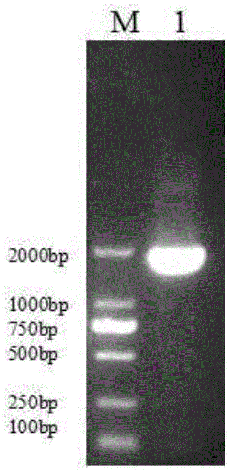 AFP and GM-CSF dual-gene co-expression recombinant vector as well as preparation method and application of recombinant vector