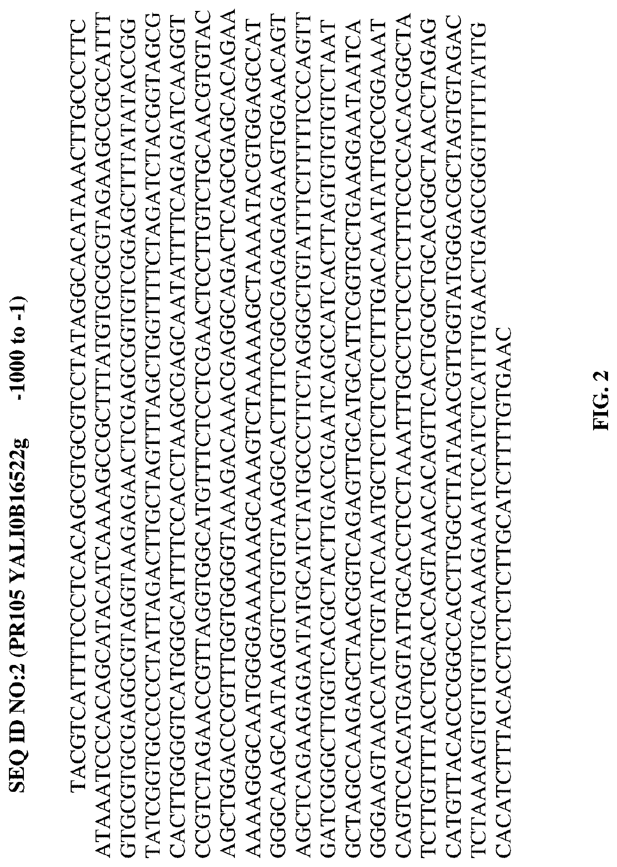 Methods and compositions involving promoters derived from yarrowia lipolytica