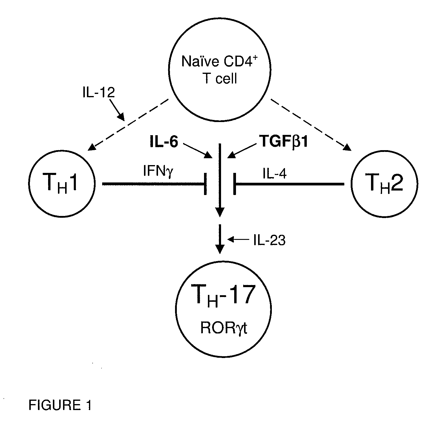 Modulators of retinoid-related orphan receptor gamma