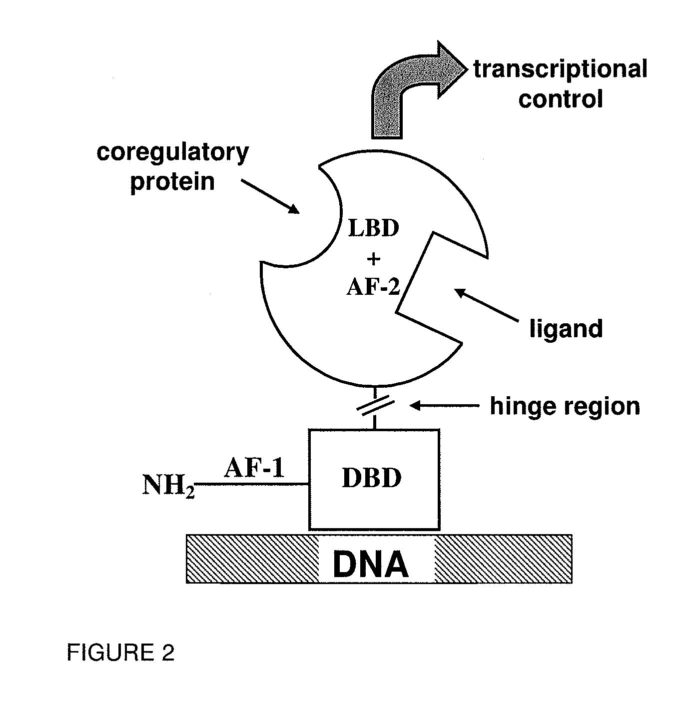 Modulators of retinoid-related orphan receptor gamma