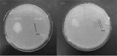 Fully-biodegradable composite membrane filled with nano silver/cellulose nanocrystal composite particles, and preparation method thereof