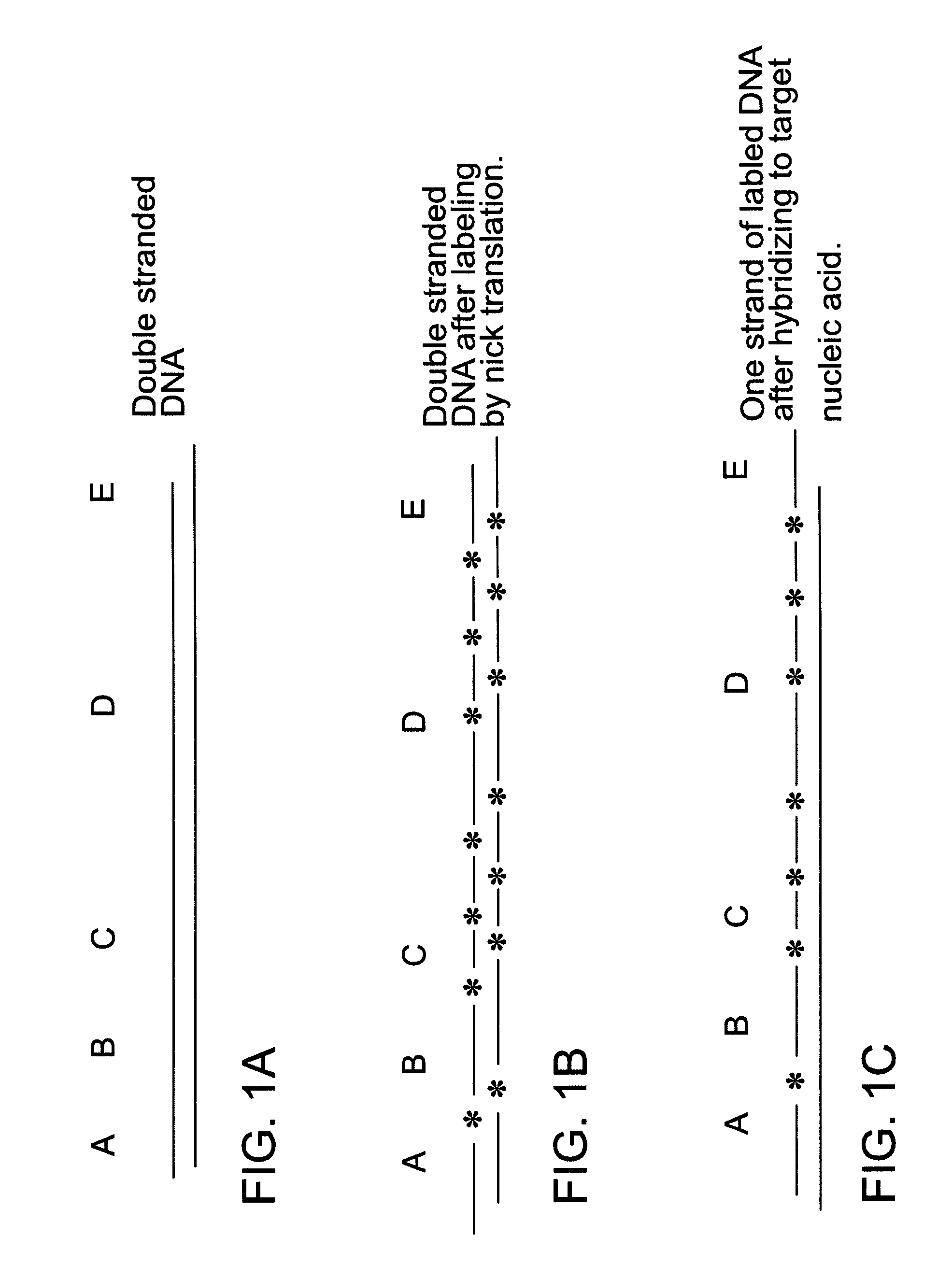 Methods for producing nucleic acid hybridization probes that amplify hybridization signal by promoting network formation