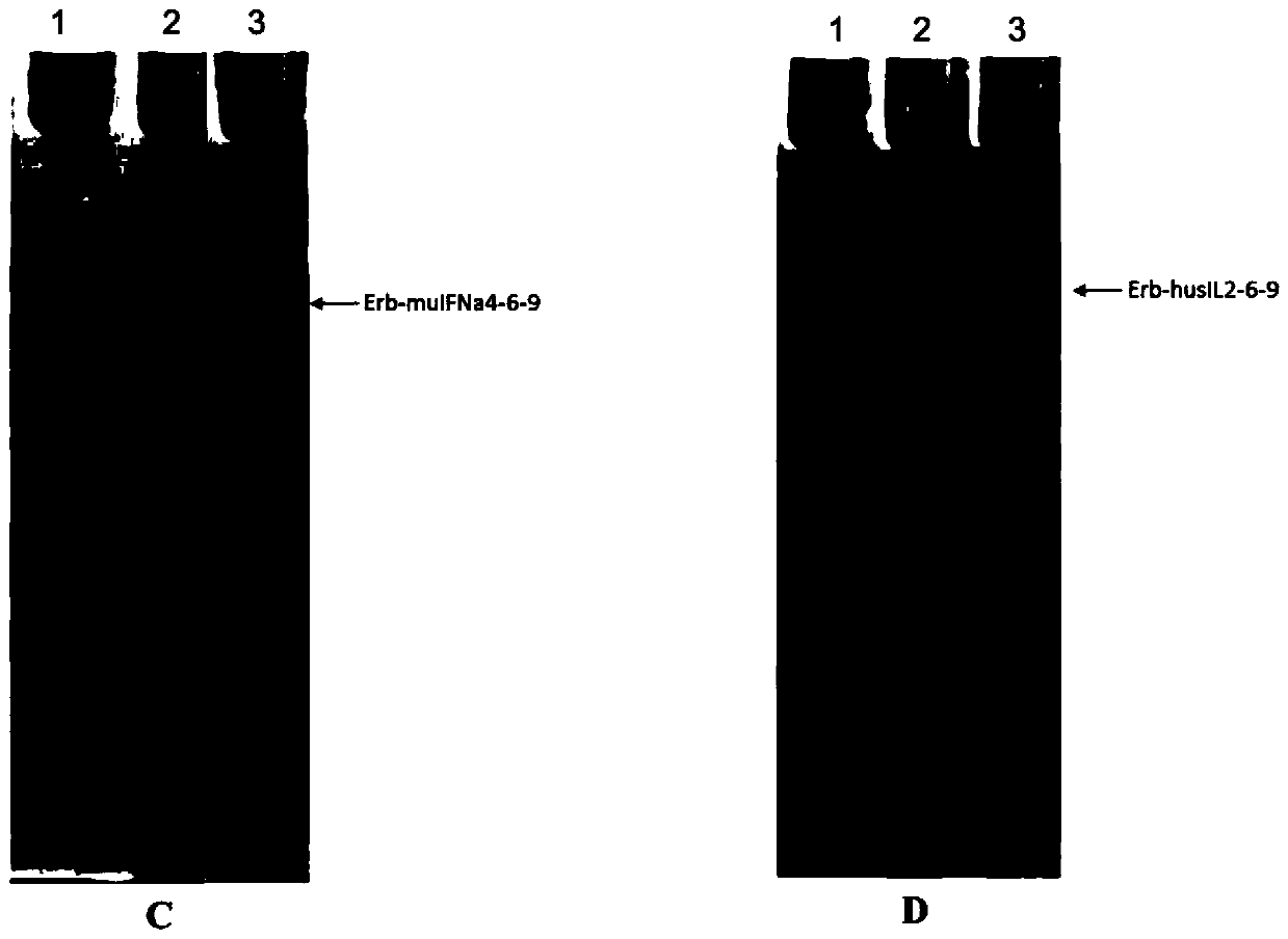 Proteinaceous heterodimer and use thereof