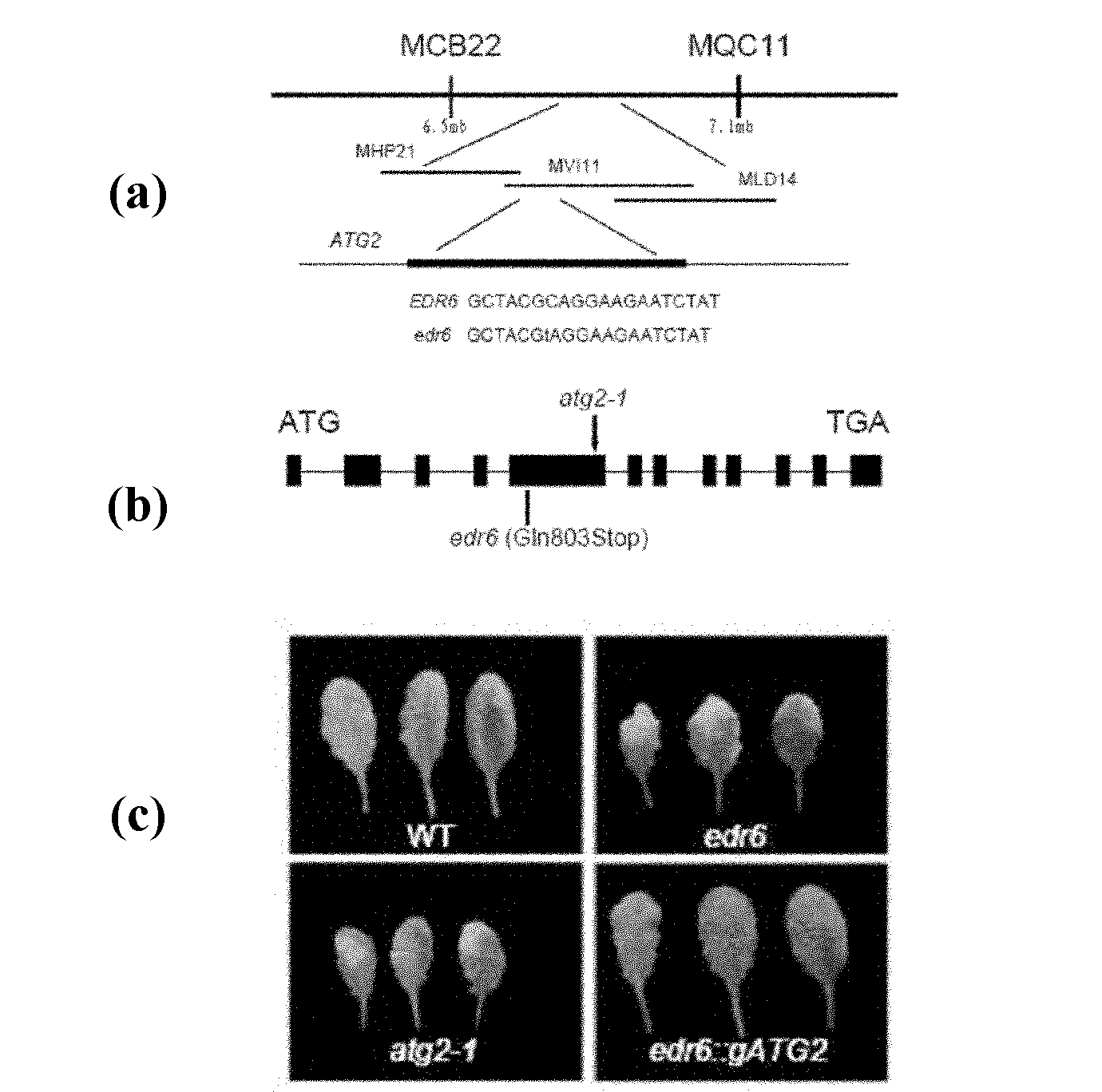 Cloning and application of arabidopsis powdery mildew resistance related gene EDR6