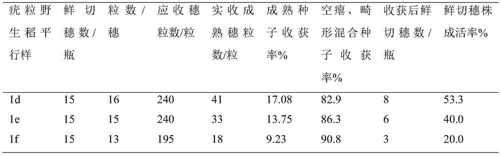 Method for carrying out nutrient culture and seed collection on wild rice by using fresh cutting method