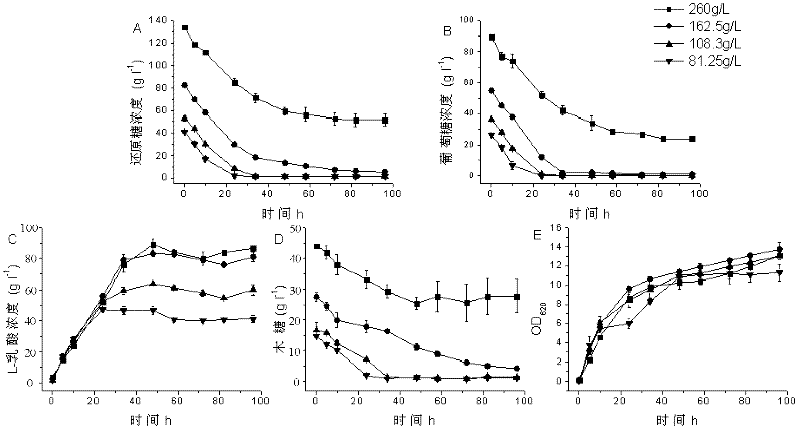 Method for producing polymer grade L-lactic acid by bacillus by utilizing hydrolysate of maize straws