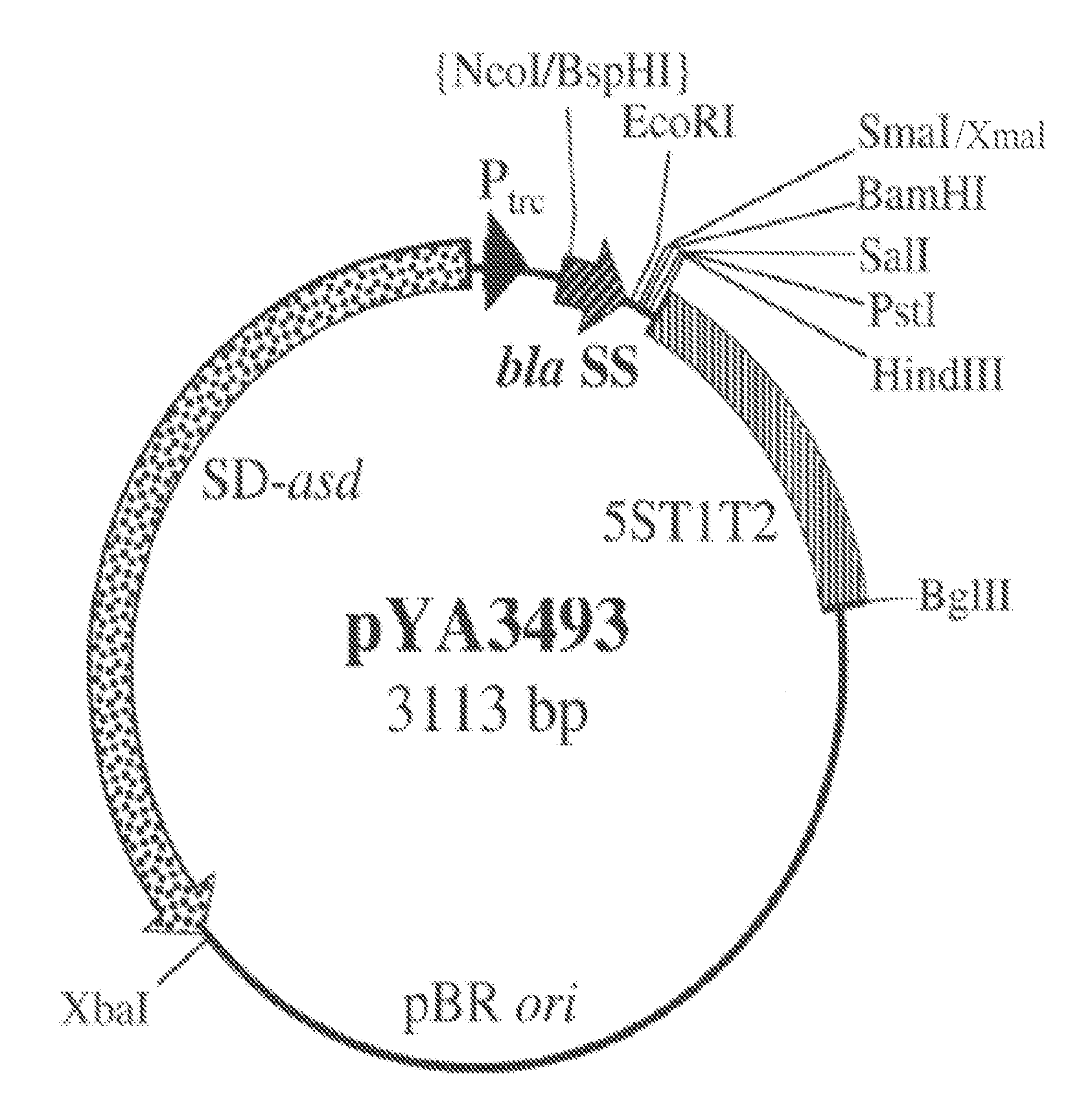 <i>Campylobacter </i>immunogenic compositions and uses thereof