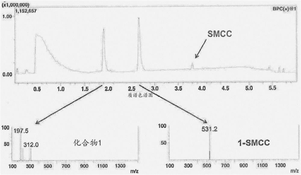 Antibody Adjuvant Conjugates