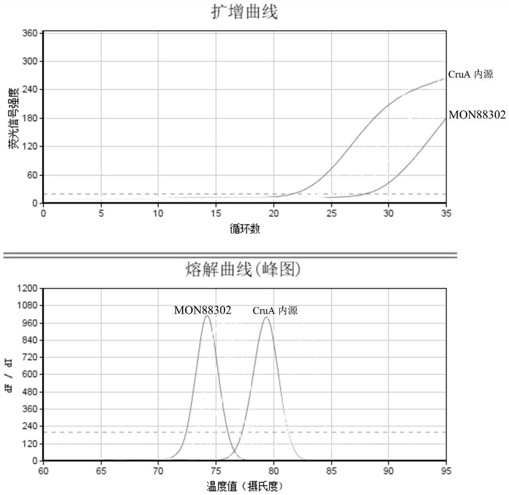 A rapid detection kit for simultaneous detection of multiple transgenic rapeseed lines and its application