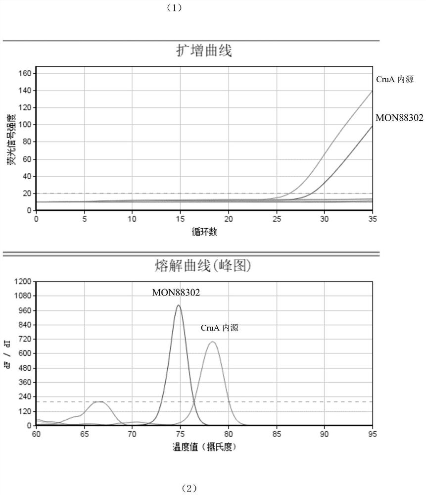 A rapid detection kit for simultaneous detection of multiple transgenic rapeseed lines and its application