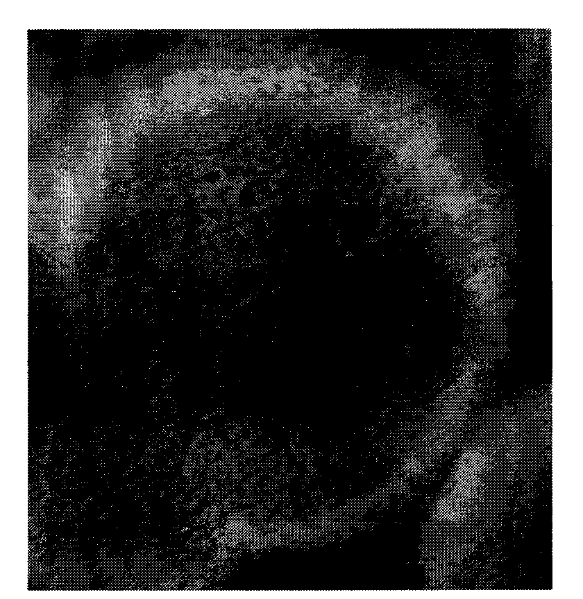 Method for preparing epipodophyllotoxin diglucoside and special strain used thereby