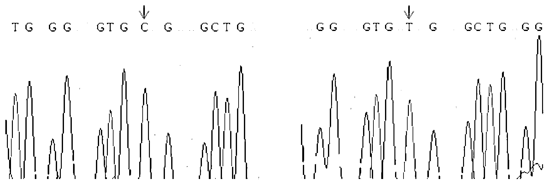 Method and special product for assisted identification of swine backfat thickness character