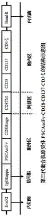 Method for preparing clinic-level CAR-T cell preparation by minicircle DNA transfection T cells