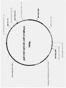 Method for preparing clinic-level CAR-T cell preparation by minicircle DNA transfection T cells