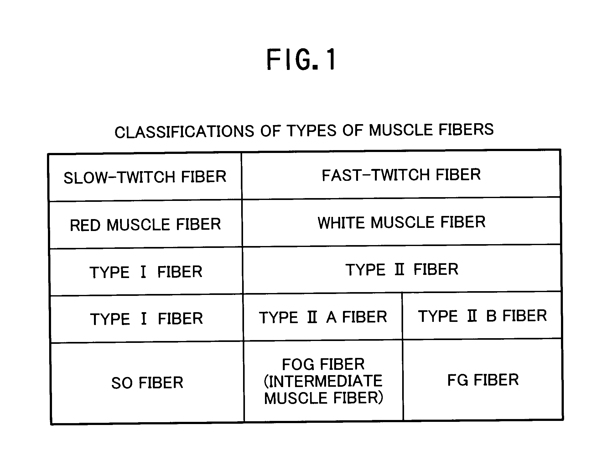 Muscle measuring device