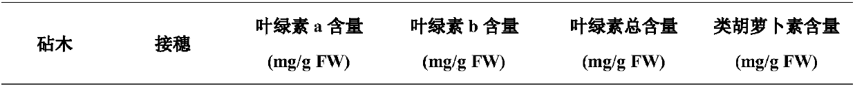 Grafting method capable of significantly improving high-cadmium soil cadmium stress resistance of tomatoes